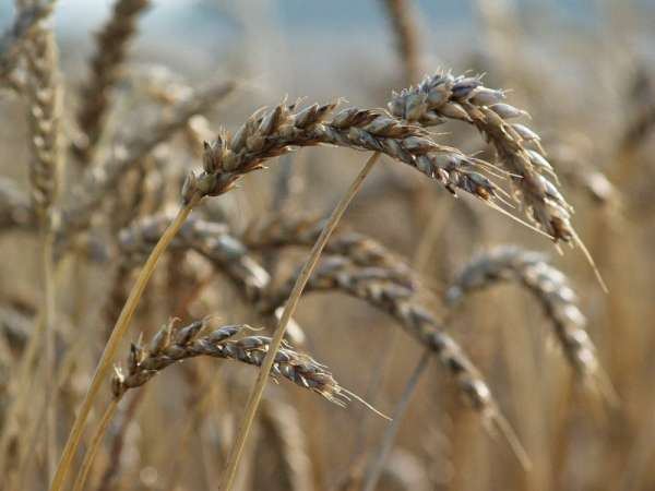 Read more about the article Устойчивость сортов яровой твердой пшеницы к стеблевой ржавчине на фоне естественной инфекции