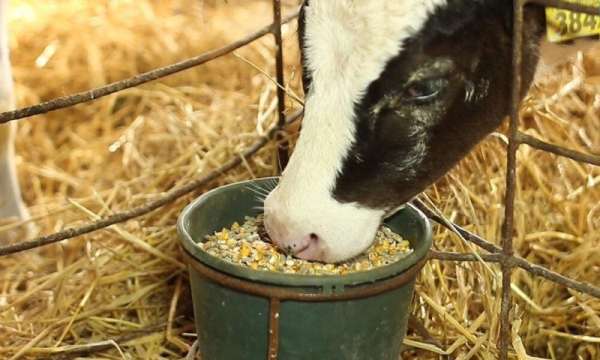 Read more about the article Весовой рост и сохранность телят на фоне применения минеральных кормовых добавок