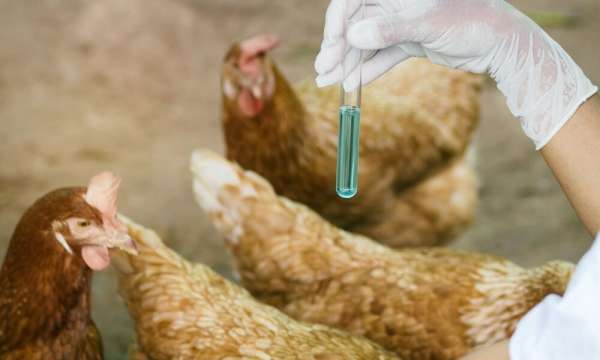 Read more about the article Использование MONTANIDE ISA 78 VG в качестве адъюванта при изготовлении противобактериальных вакцин для кур