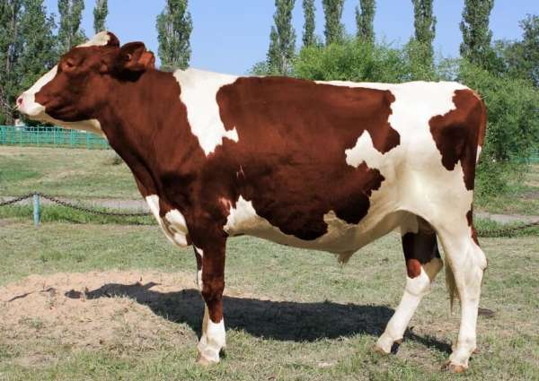 Read more about the article Определение генетической ценности животных селекционных групп для заказных спариваний в популяции красно-пестрой породы