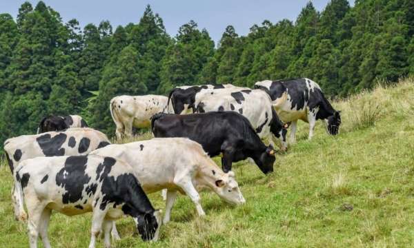 Read more about the article Идентификация вариантов вируса вирусной диареи крупного рогатого скота — контаминантов производственных клеточных линий