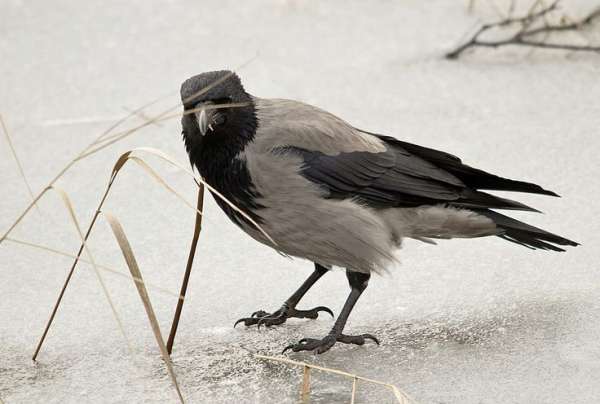 Read more about the article Циркуляция вируса гриппа типа А среди вороновых на территории Северного Казахстана