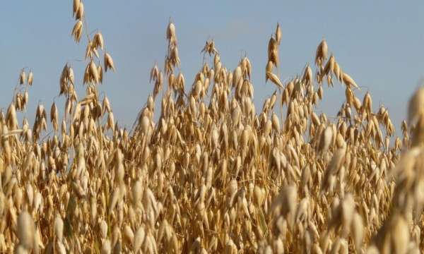 Read more about the article Анализ урожайности ярового овса, возделываемого в условиях резко континентального климата