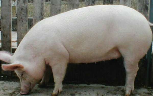 Определение экспрессии генов ТNFAIP3, CDS1 и MTAP в популяции свиней породы крупная белая