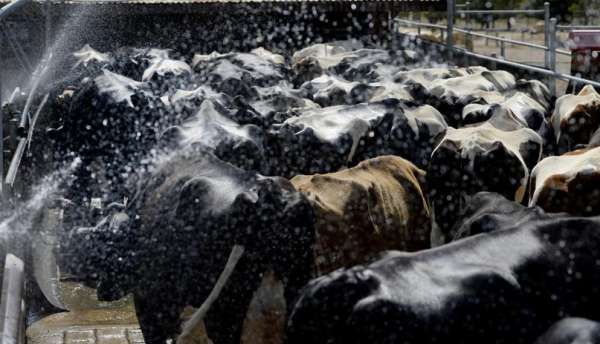 Влияние теплового стресса, определение температурно-влажностного индекса