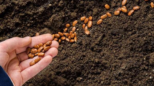 Влияние метеорологических условий Нечерноземной зоны на фитосанитарное состояние посевов фасоли зерновой