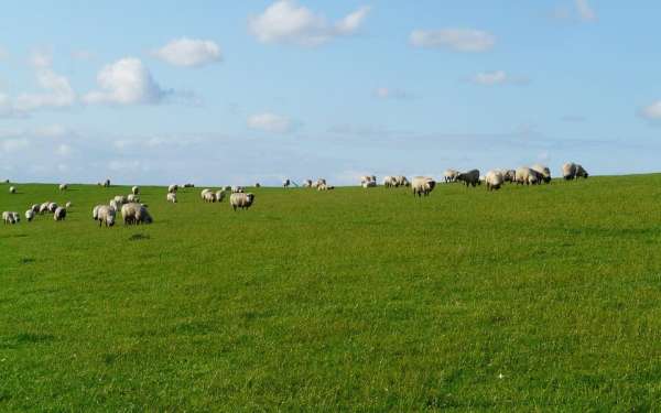 Read more about the article Роль злаковых низовых трав в формировании пастбищных травостоев на осушаемых землях Верхневолжья