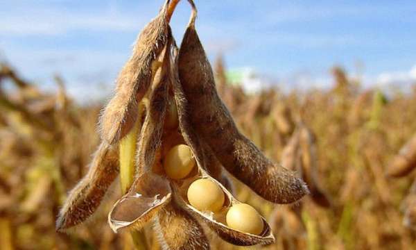 Культурально-физиологическая характеристика штаммов Sinorhizobiumfredii селекции ВНИИ сои и их способность продуцировать витамины В9и В12