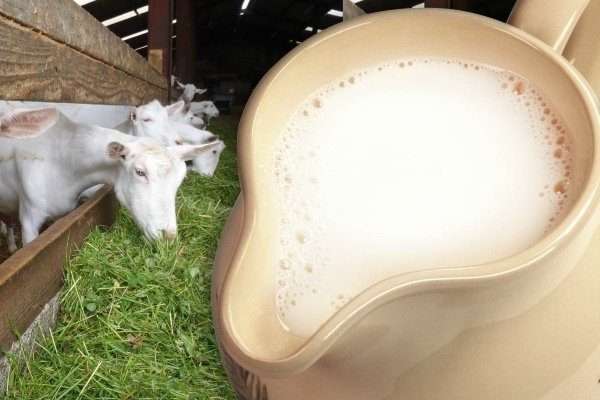 Read more about the article Оценка влияния нетрадиционных жмыхов в рационах коз на жирнокислотный состав молока