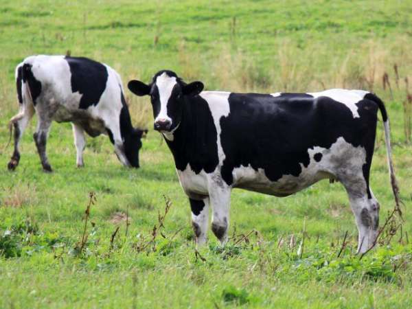 Read more about the article Идентификация полиморфизмов локуса BoLA-DRB3.2 в образцах черно-пестрого скота разных временных периодов