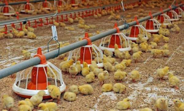 Read more about the article Иммунотропное действие кормовых добавок на основе метапробиотика и фитобиотика в обеспечении специфического иммунитета цыплят-бройлеров