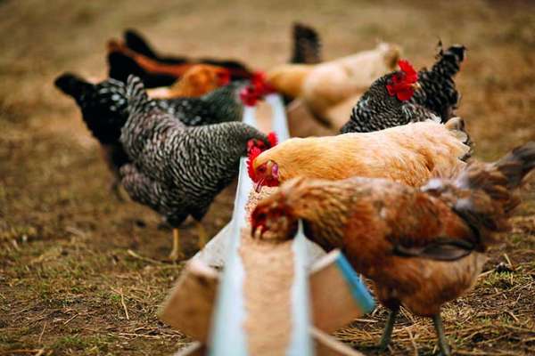 Read more about the article Влияние кормовых добавок отечественного производства на здоровье кишечника кур