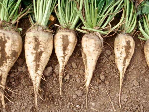 Read more about the article Влияние комплекса природно-климатических факторов на адаптивные реакции гибридных комбинаций сахарной свеклы